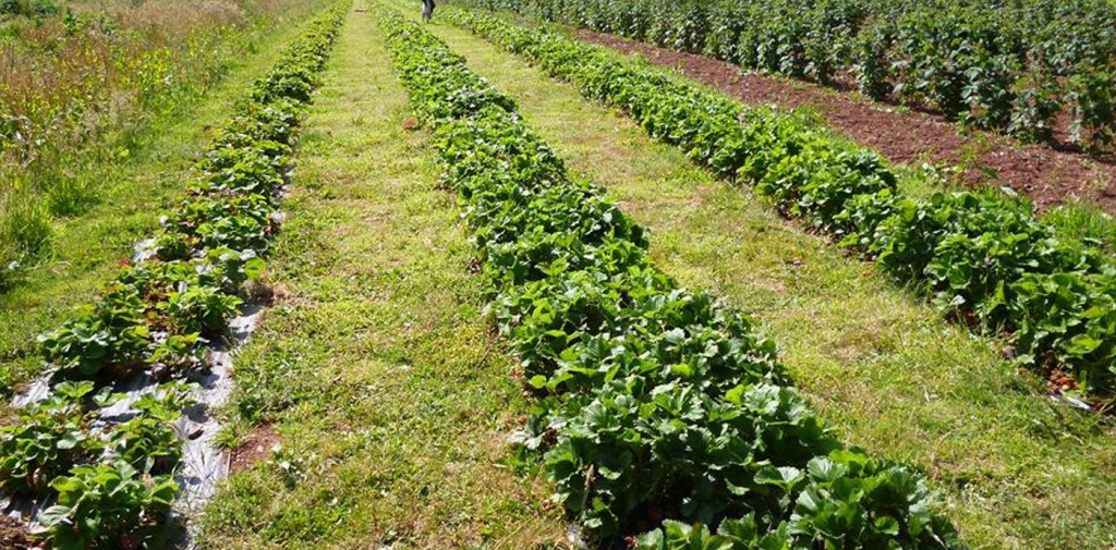 Oak Tree Garden Devon
